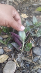 Tradescantia zebrina