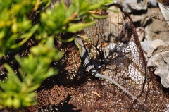 Cnemidophorus ruatanus