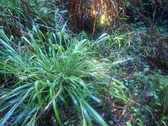 Anthoxanthum occidentale