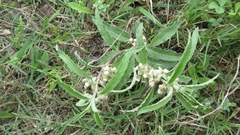 Asclepias emoryi