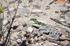 Cnemidophorus ruatanus