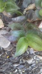 Tradescantia zebrina