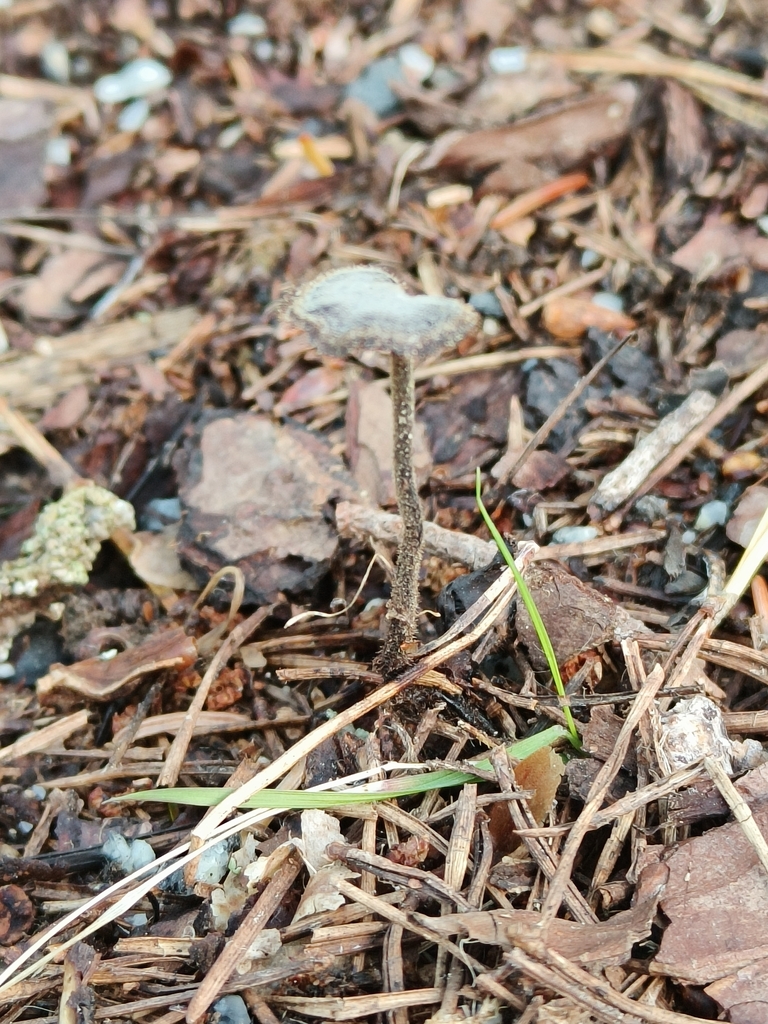Auriscalpium vulgare · May 2026 · photo: © iida_osterman (iNaturalist, cc-by)
