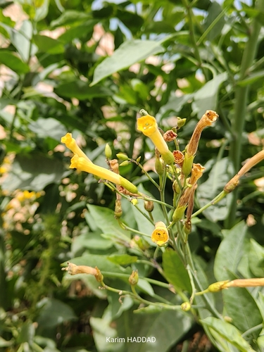 tree tobacco