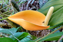 Rhaphidophora decursiva