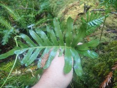 Polypodium scouleri