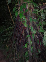 Iriartea deltoidea