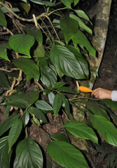 Rhaphidophora decursiva