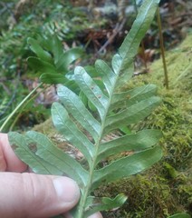 Polypodium scouleri