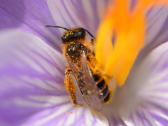 Andrena