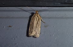 Agonopterix umbellana