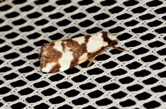 Thallarcha staurocola