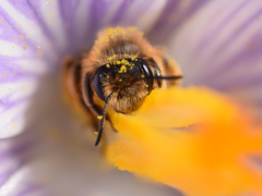 Andrena