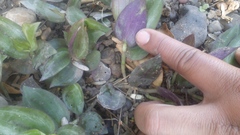 Tradescantia zebrina