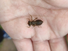 Crocothemis servilia