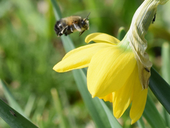 Anthophora plumipes