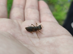 Crocothemis servilia