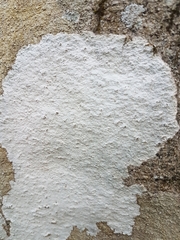 Phlyctis petraea