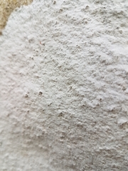 Phlyctis petraea