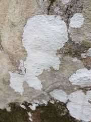 Phlyctis petraea