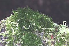 Campylopus clavatus