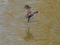 Gallinula chloropus
