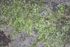 Lophocolea semiteres