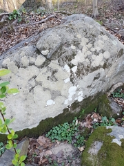Phlyctis petraea