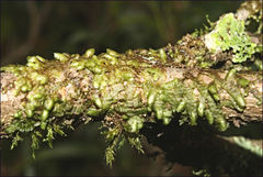 Frullania clavata