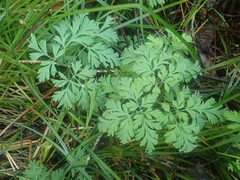 Dicentra formosa
