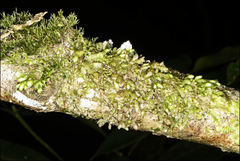 Frullania clavata