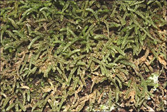 Lembophyllum divulsum