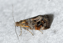 Tebenna gnaphaliella