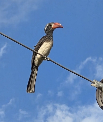 Crowned Hornbill