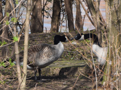 Branta canadensis