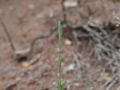 Crucianella angustifolia, photograph 2