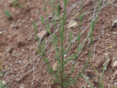 (c) Augustin Soulard, some rights reserved (CC BY) Crucianella angustifolia, photograph (c) Augustin Soulard, some rights reserved (CC BY)