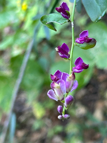 iNaturalist observation photo of Sierra milkwort