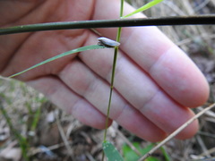 Negosiana