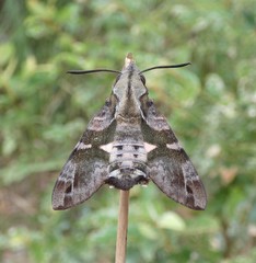 Macroglossum errans
