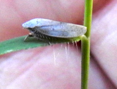 Negosiana