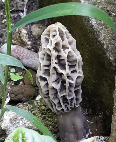 Woodchip Morel