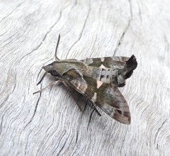 Macroglossum errans