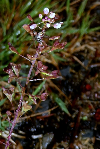 Capsella rubella