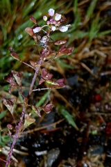 Capsella rubella
