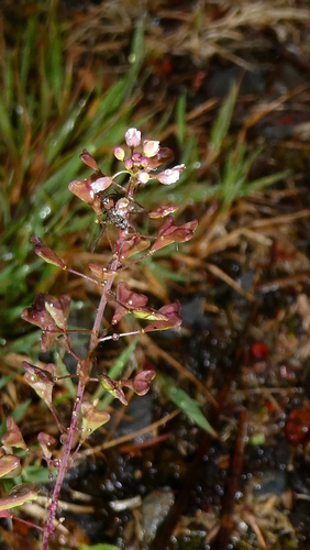 Capsella rubella, photograph 2