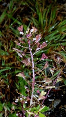 Capsella rubella, photograph author not stated, no rights reserved