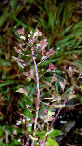 Capsella rubella, photograph 4