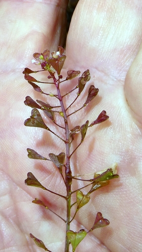 Capsella rubella, photograph 6