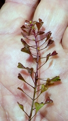 Capsella rubella, photograph author not stated, no rights reserved